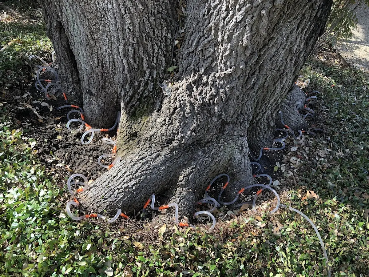 Detailed Tree Cabling and Bracing job site in Florien