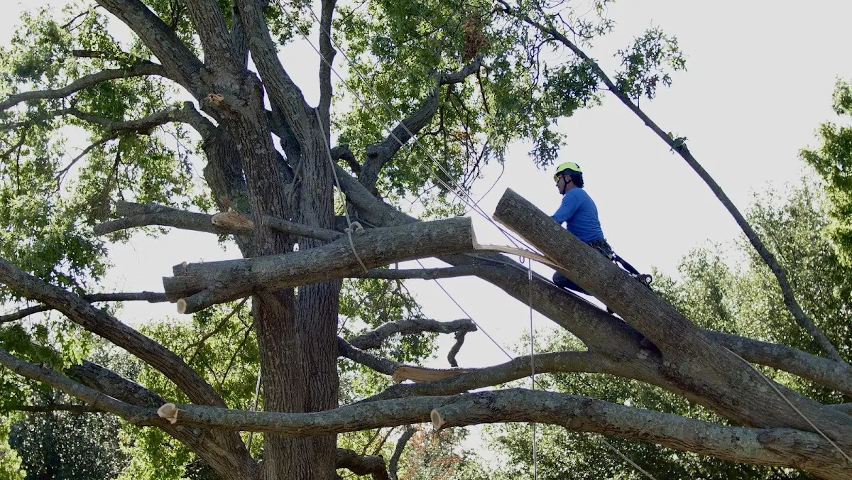 Professional Crown Thinning performed by certified arborists in Florien