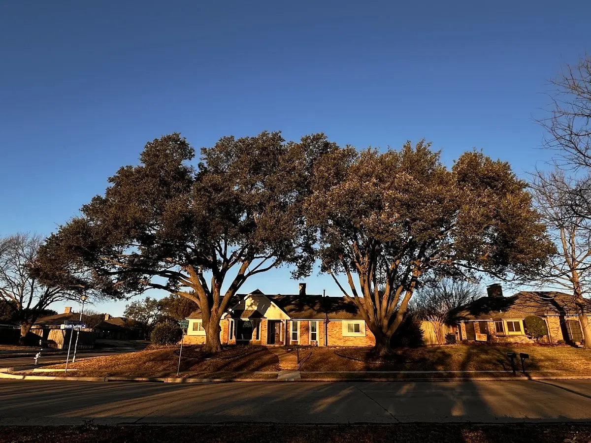 Established residential canopy tree shading a home in Florien